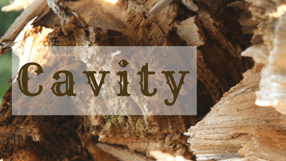 cavity in a tree