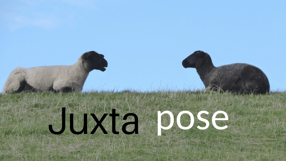 black and white sheep