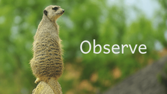 observed mongoose