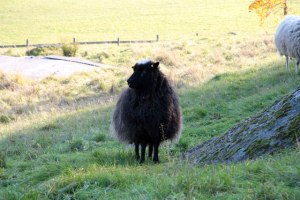 black sheep standing on hill