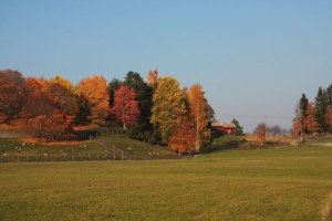 colorful trees from afar