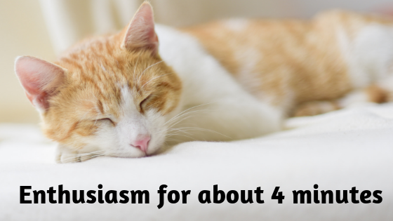 light brown cat sleeping