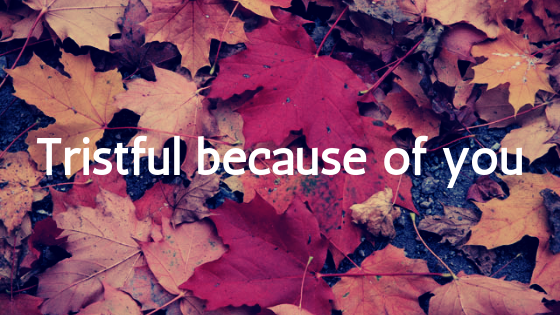 autumn leaves on the ground