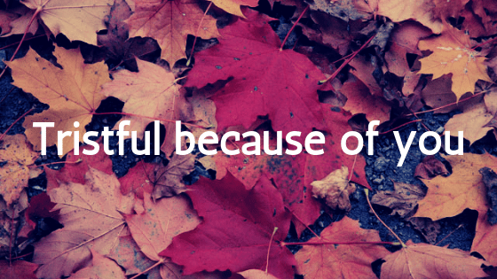 autumn leaves on the ground